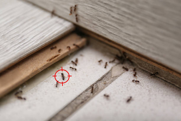 Best Affordable Pest Control Services  in Silver City, NM