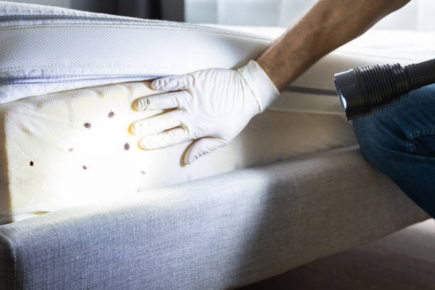 Best Wasp Removal Services  in Silver City, NM