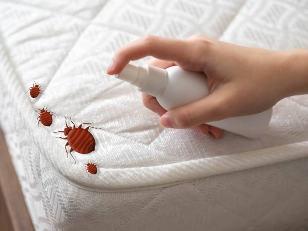 Professional Pest Control in Silver City, NM