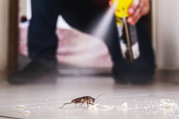 Best Termite Control Services  in Silver City, NM
